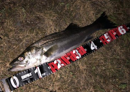 円山川シーバス