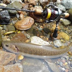 九頭竜川水系でイワナ釣り