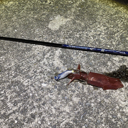 瀬戸内の島ケンサキイカエギング(2020-2)