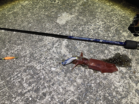 瀬戸内の島ケンサキイカエギング(2020-2)