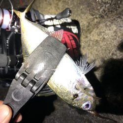 朝マズメアジング