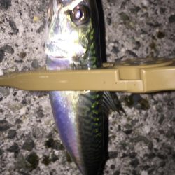 まだまだ修行。