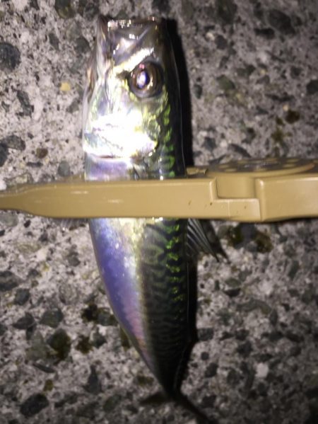 まだまだ修行。