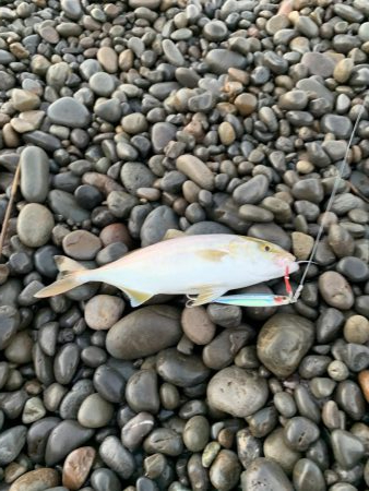 ショアジギング