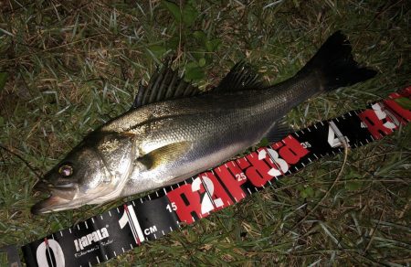 円山川シーバス