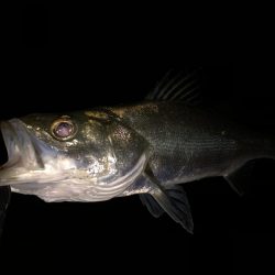 円山川シーバス