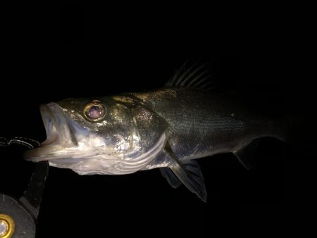 円山川シーバス