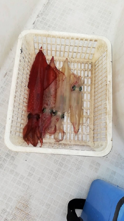 初めてのオモリグ挑戦