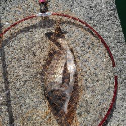 8/10釣果チヌ4枚デカアジ