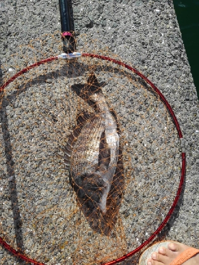 8/10釣果チヌ4枚デカアジ