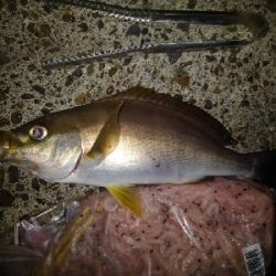 8/21釣果イサキ4枚!