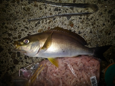 8/21釣果イサキ4枚！