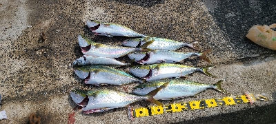 ジギング楽しい～