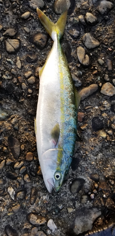 ルアーフィッシング