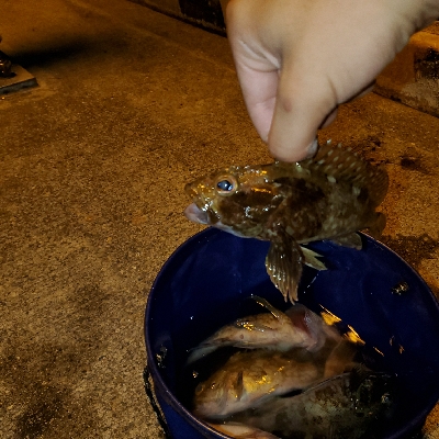 良型の根魚釣れてます！