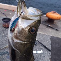 シーバスもいたよ