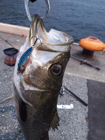 シーバスもいたよ