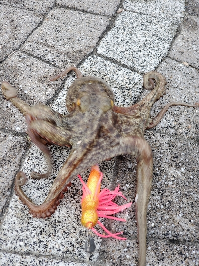 初めての岸和田阪南港