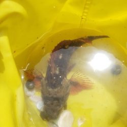 水遊びついでに