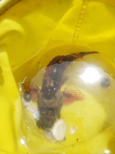 水遊びついでに