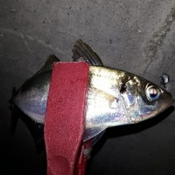 アジングは終わらないのか？！