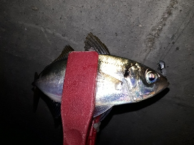 アジングは終わらないのか？！