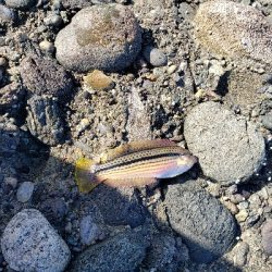 ベラとエソばっかり。。