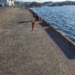 テトラでも目の前でもガシラ祭り