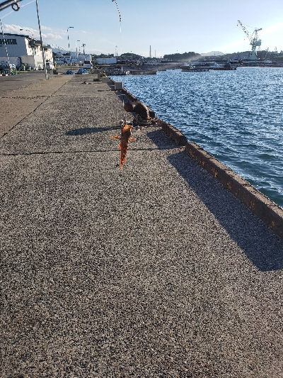 テトラでも目の前でもガシラ祭り