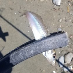 ピンギス狙いのはずが・・・