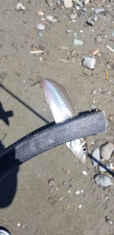 ピンギス狙いのはずが・・・