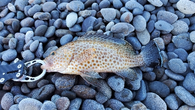 エソ、オオモンハタ