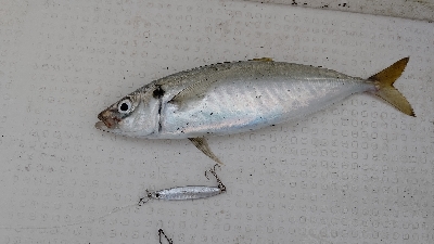 イカメタル不調