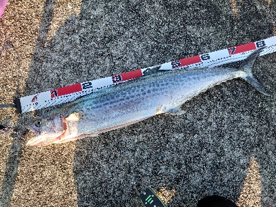 メタルジグでサワラ！