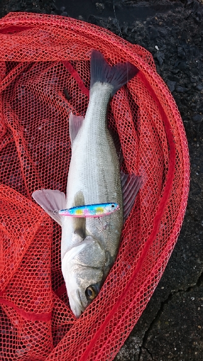 熱々トップシーバス