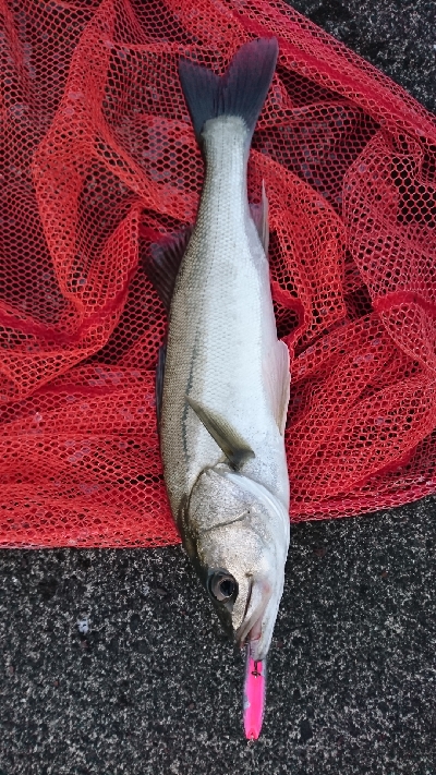 トップシーバス