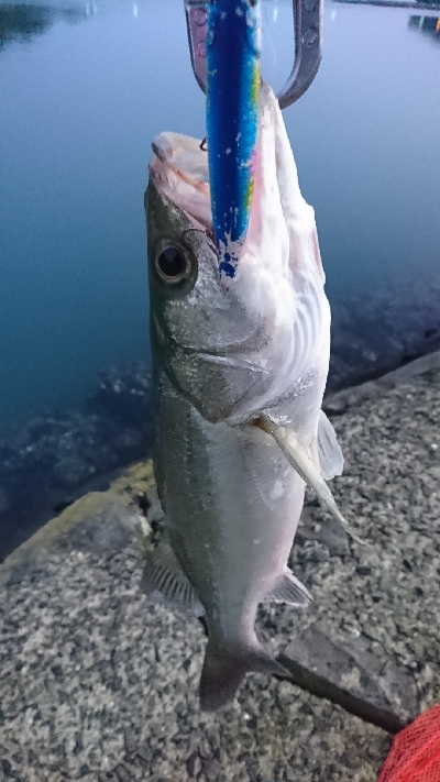 トップチヌ&シーバス