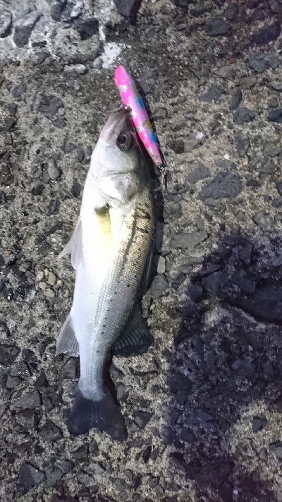 セイゴポチャパク