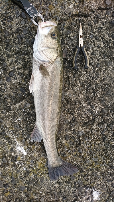 トップ道シーバス乱舞