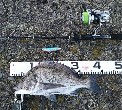 トップシーバス&チヌ仕事前の１時間で爆発