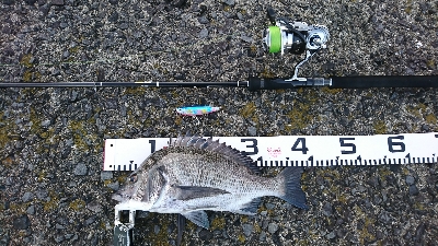 トップシーバス&チヌ仕事前の１時間で爆発