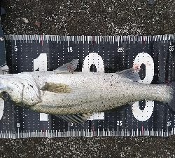 強風港湾シーバス