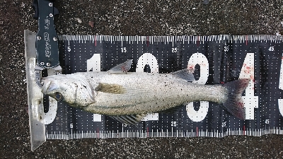 強風港湾シーバス