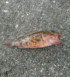 ここの相性悪いわ…貧貧貧果ですわ…