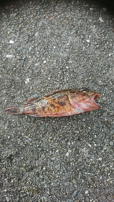 ここの相性悪いわ…貧貧貧果ですわ…