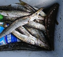 カマス真っ昼間に爆釣