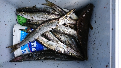 カマス真っ昼間に爆釣