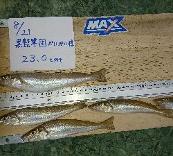 本格投げ竿＆ちょい投げで54打数24安打(笑)