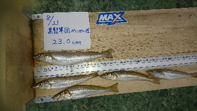 本格投げ竿＆ちょい投げで54打数24安打(笑)