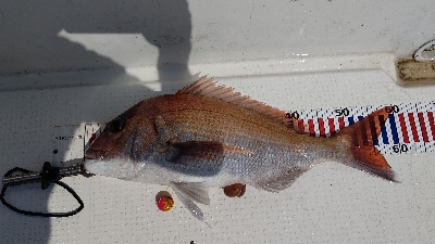 シイラは入れ食い